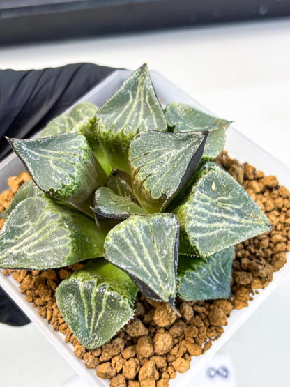 MATURE Haworthia Chun Hei Ju (wa) (8) | Taiwan Import