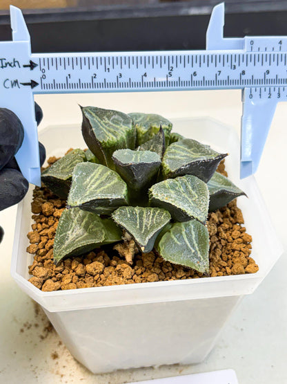 MATURE Haworthia Chun Hei Ju (wa) (7) | Taiwan Import