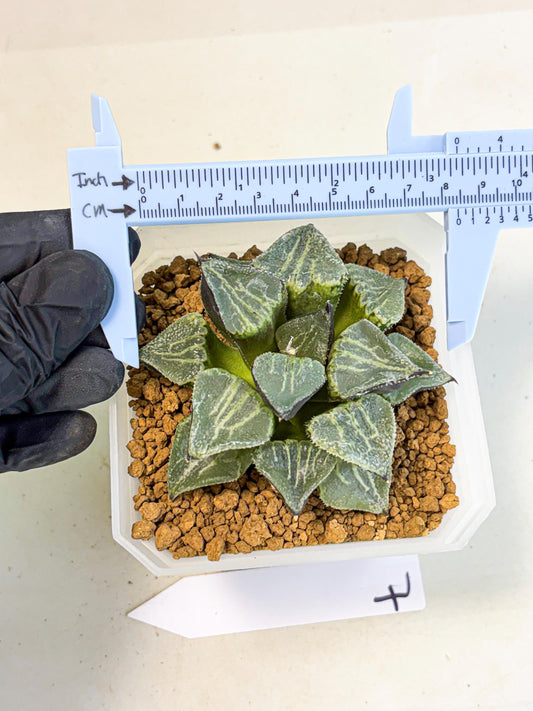 MATURE Haworthia Chun Hei Ju (wa) (7) | Taiwan Import