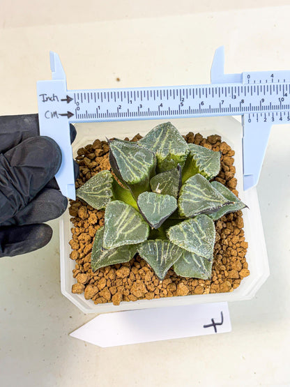 MATURE Haworthia Chun Hei Ju (wa) (7) | Taiwan Import