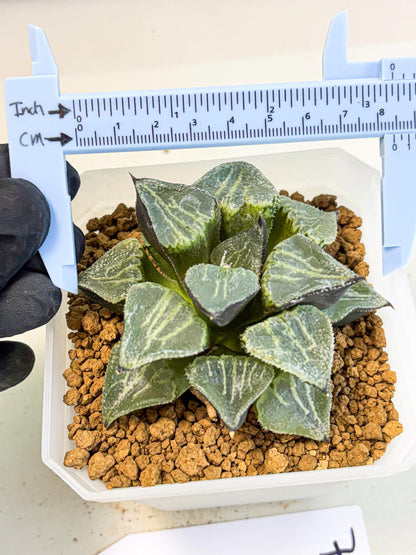MATURE Haworthia Chun Hei Ju (wa) (7) | Taiwan Import
