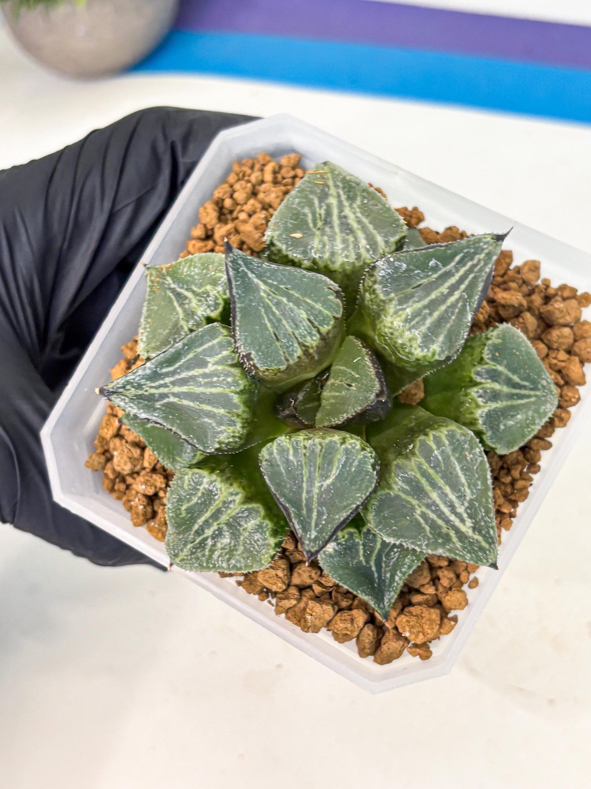 MATURE Haworthia Chun Hei Ju (wa) (8) | Taiwan Import