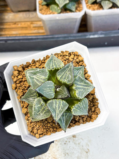 MATURE Haworthia Chun Hei Ju (wa) (7) | Taiwan Import