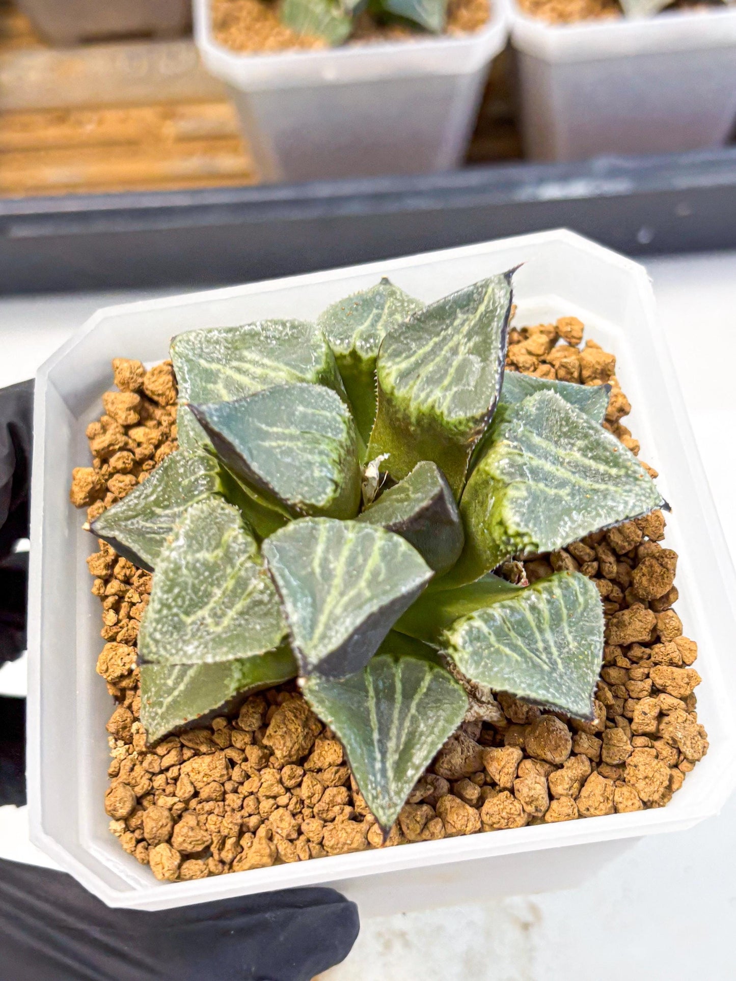 MATURE Haworthia Chun Hei Ju (wa) (7) | Taiwan Import