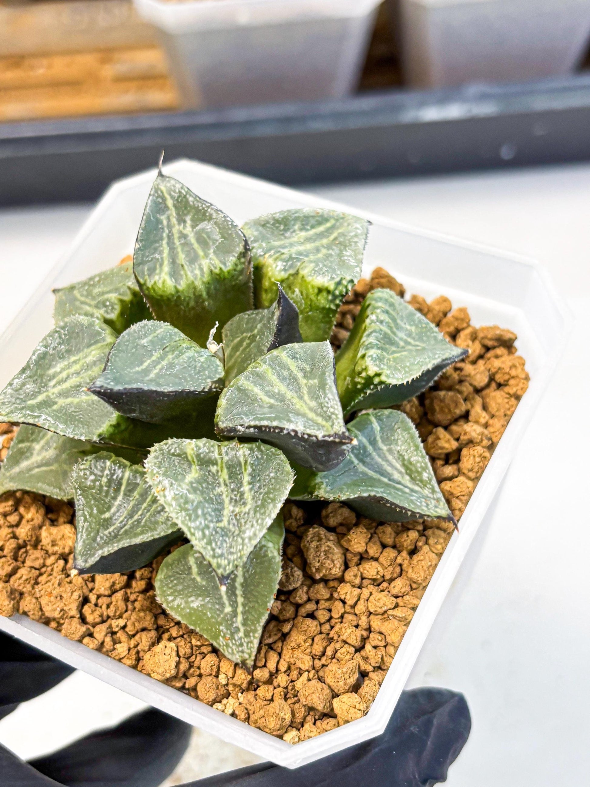 MATURE Haworthia Chun Hei Ju (wa) (7) | Taiwan Import