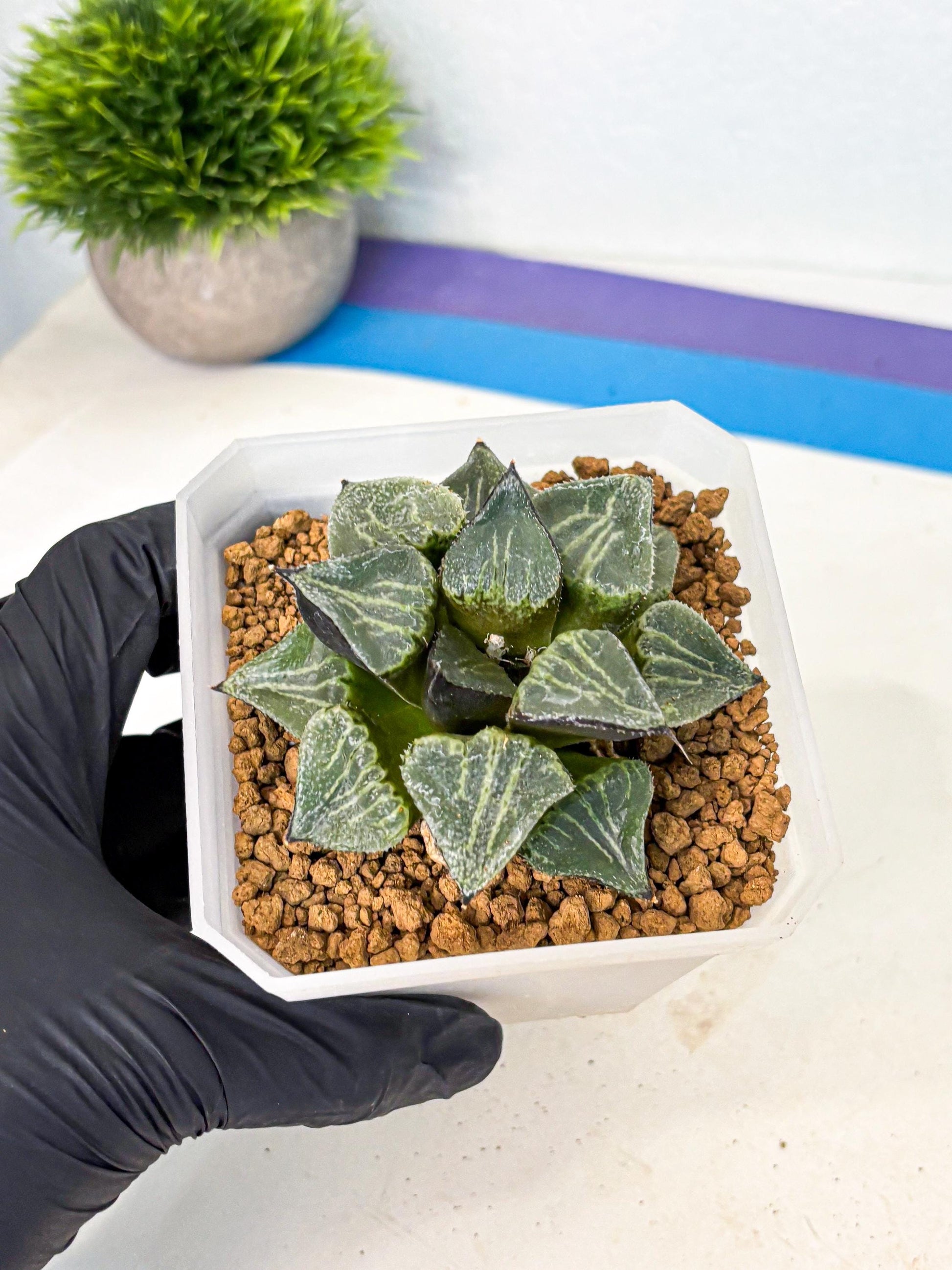 MATURE Haworthia Chun Hei Ju (wa) (7) | Taiwan Import