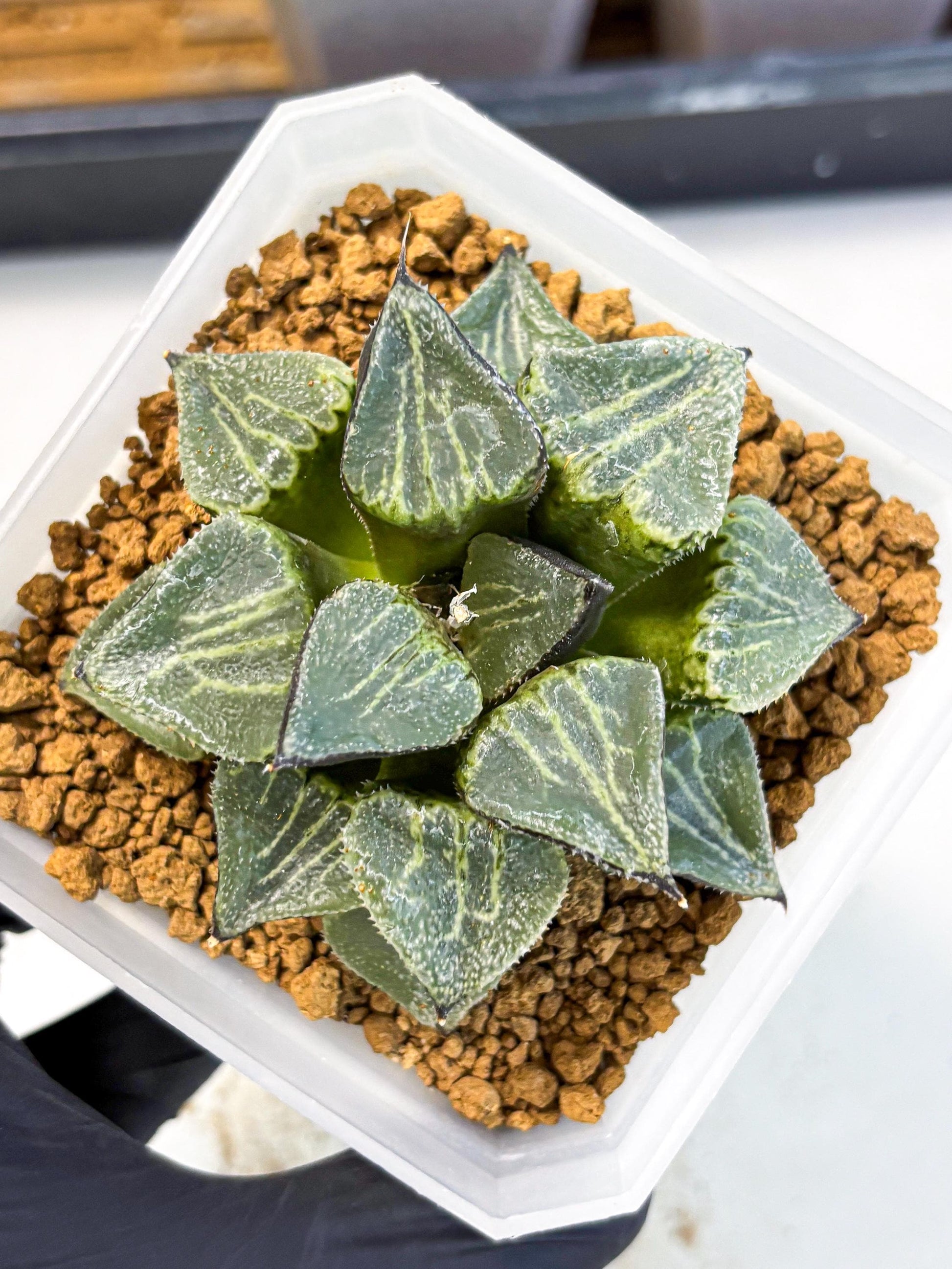MATURE Haworthia Chun Hei Ju (wa) (7) | Taiwan Import