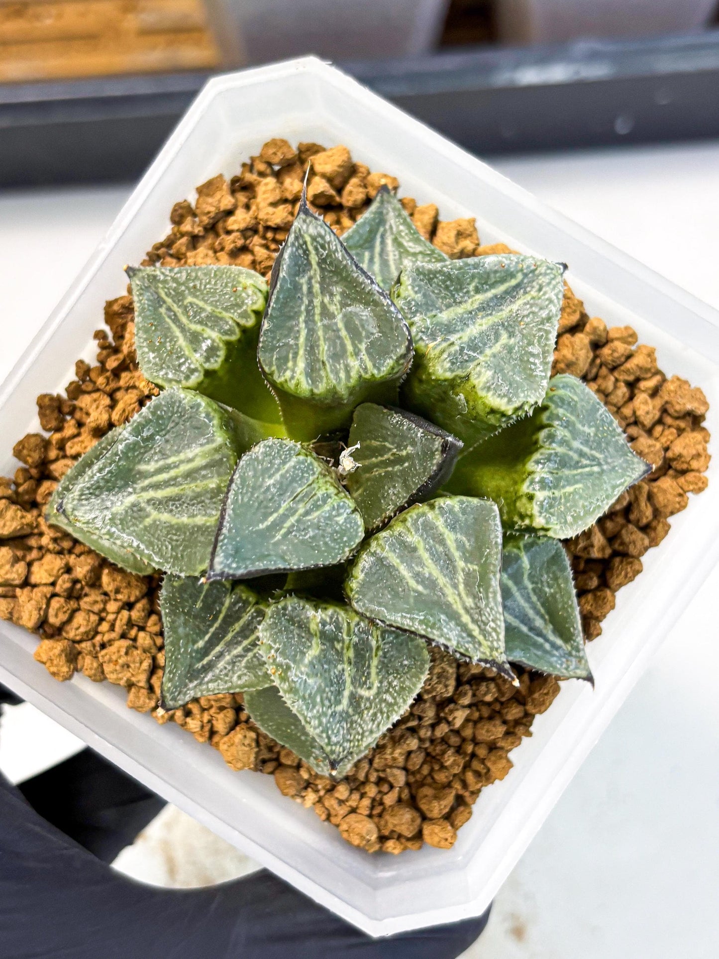 MATURE Haworthia Chun Hei Ju (wa) (7) | Taiwan Import