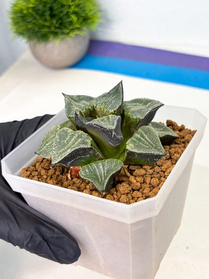 MATURE Haworthia Chun Hei Ju (wa) (7) | Taiwan Import