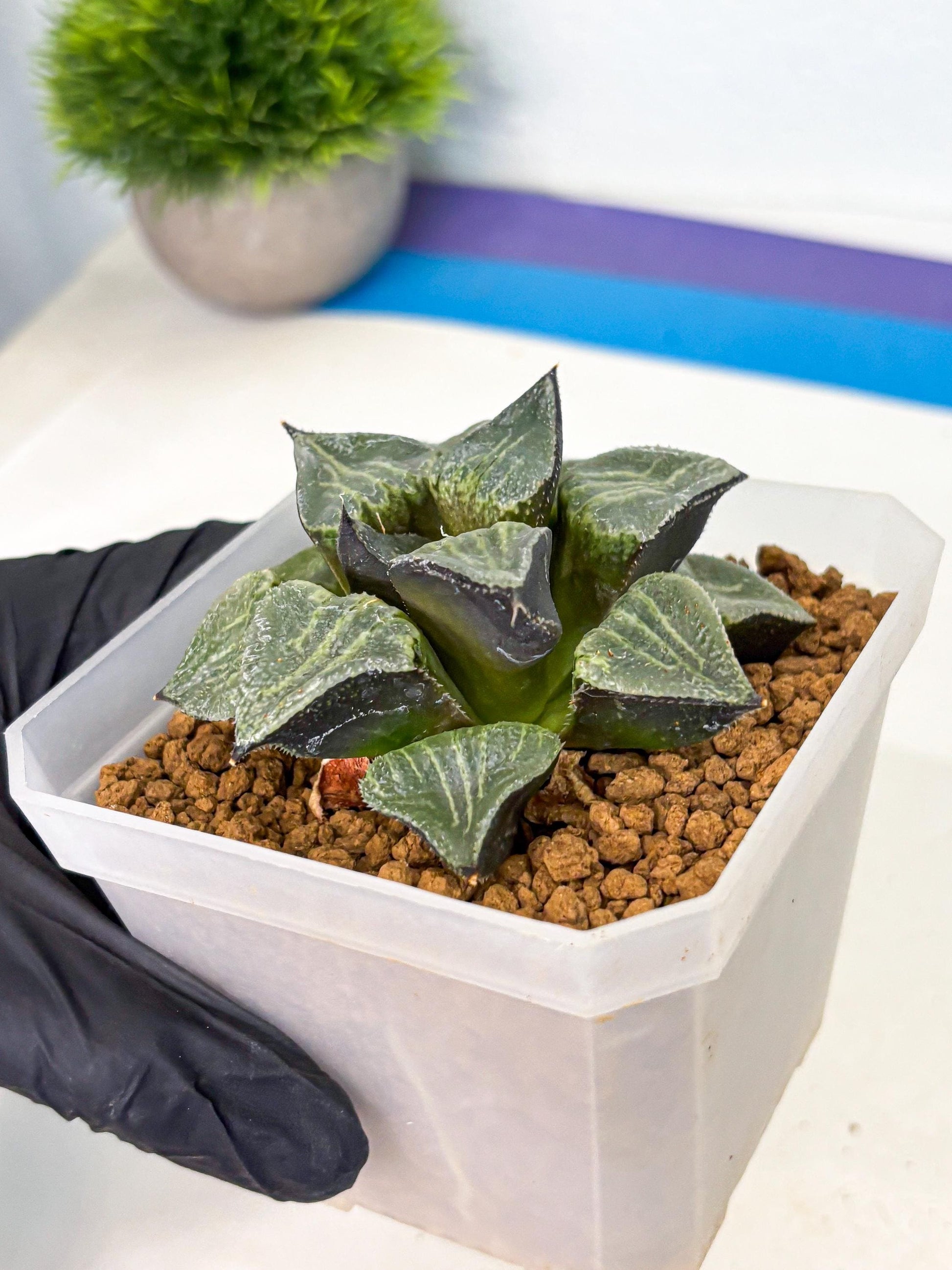 MATURE Haworthia Chun Hei Ju (wa) (7) | Taiwan Import