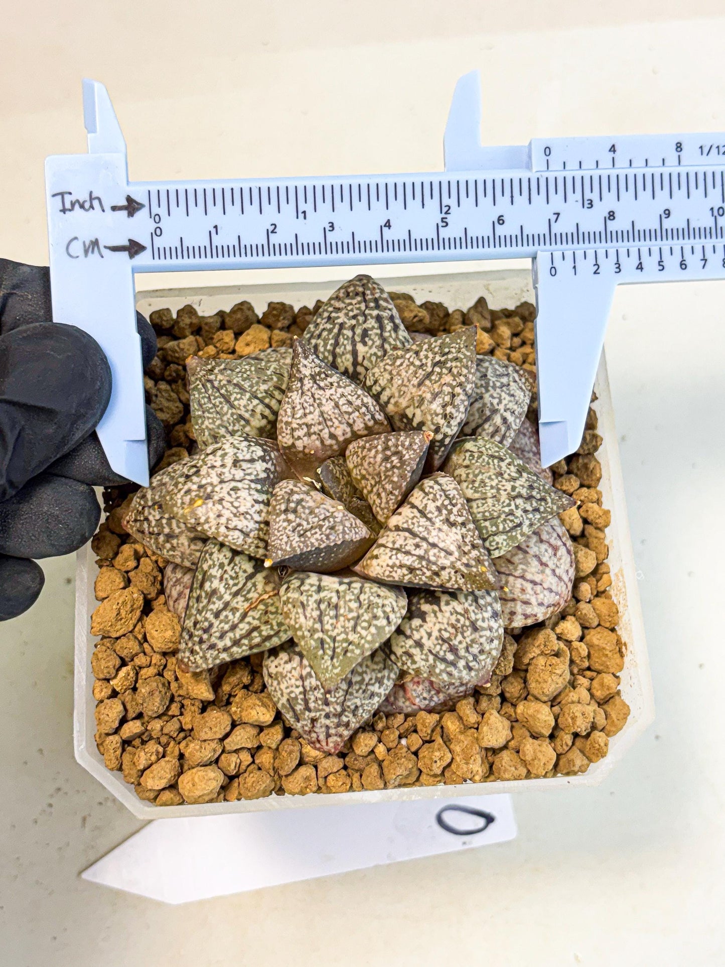 MATURE Haworthia Picta Hybrid (wa) (10) | Rare Succulent