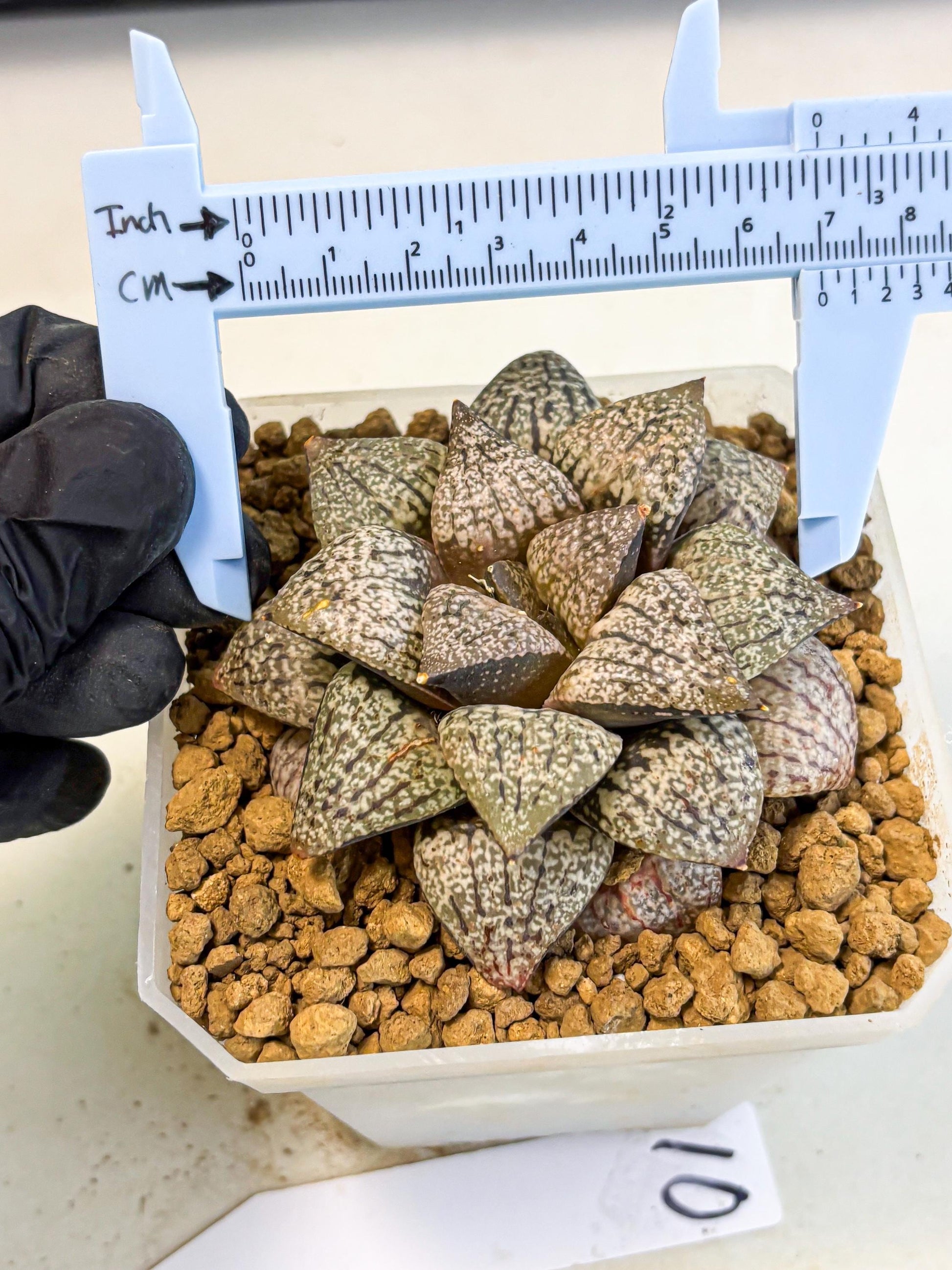 MATURE Haworthia Picta Hybrid (wa) (10) | Rare Succulent