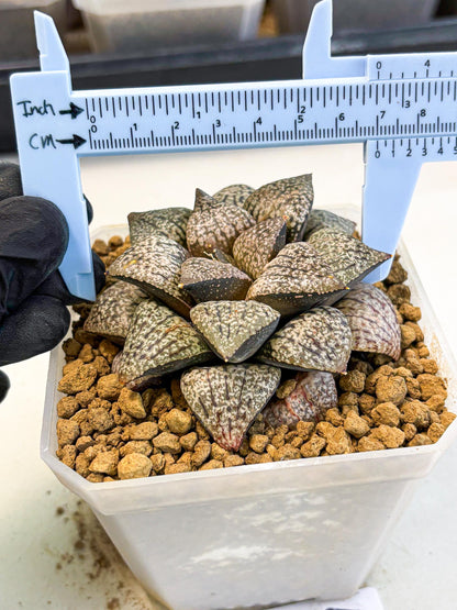 MATURE Haworthia Picta Hybrid (wa) (10) | Rare Succulent