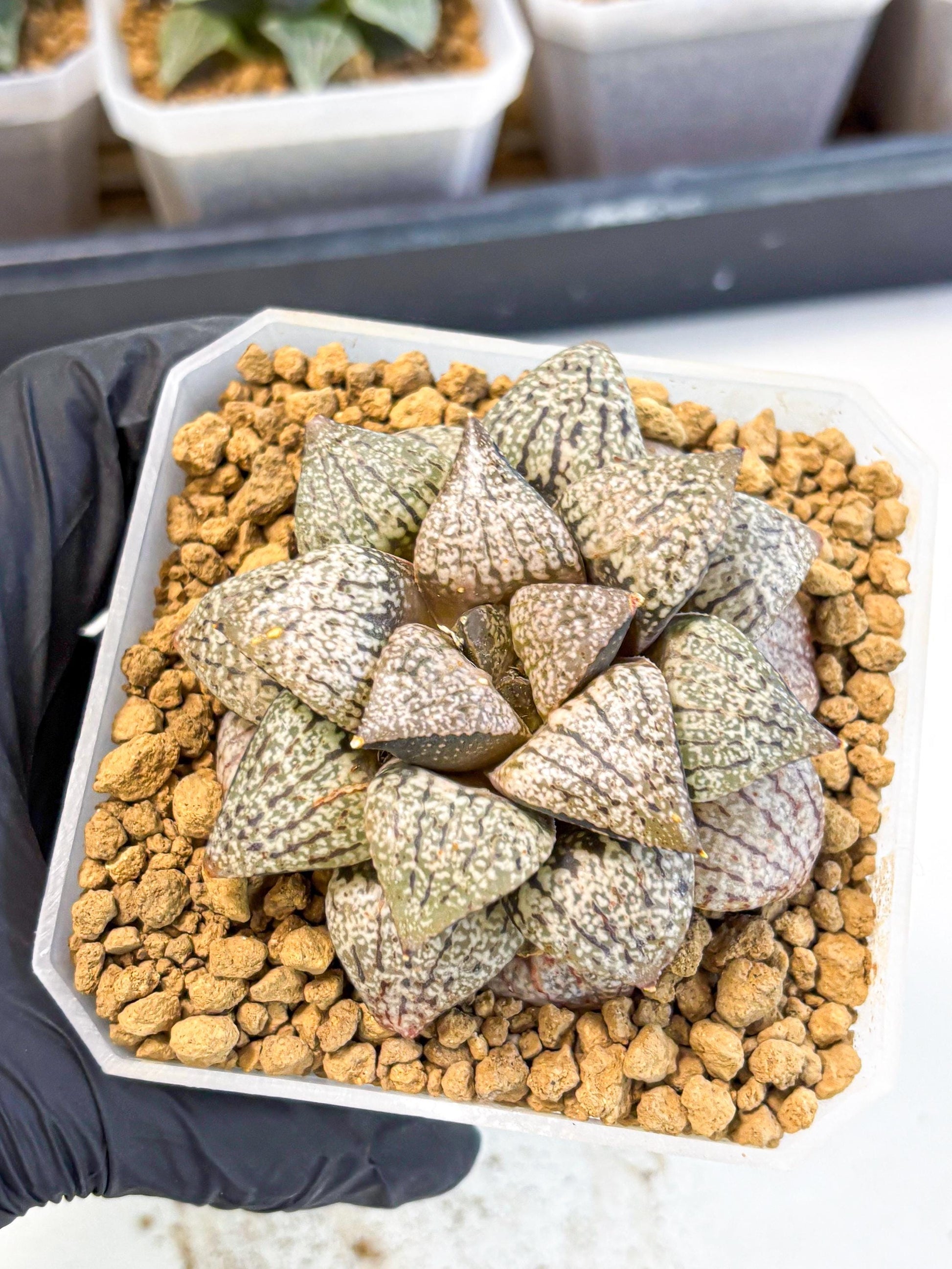 MATURE Haworthia Picta Hybrid (wa) (10) | Rare Succulent