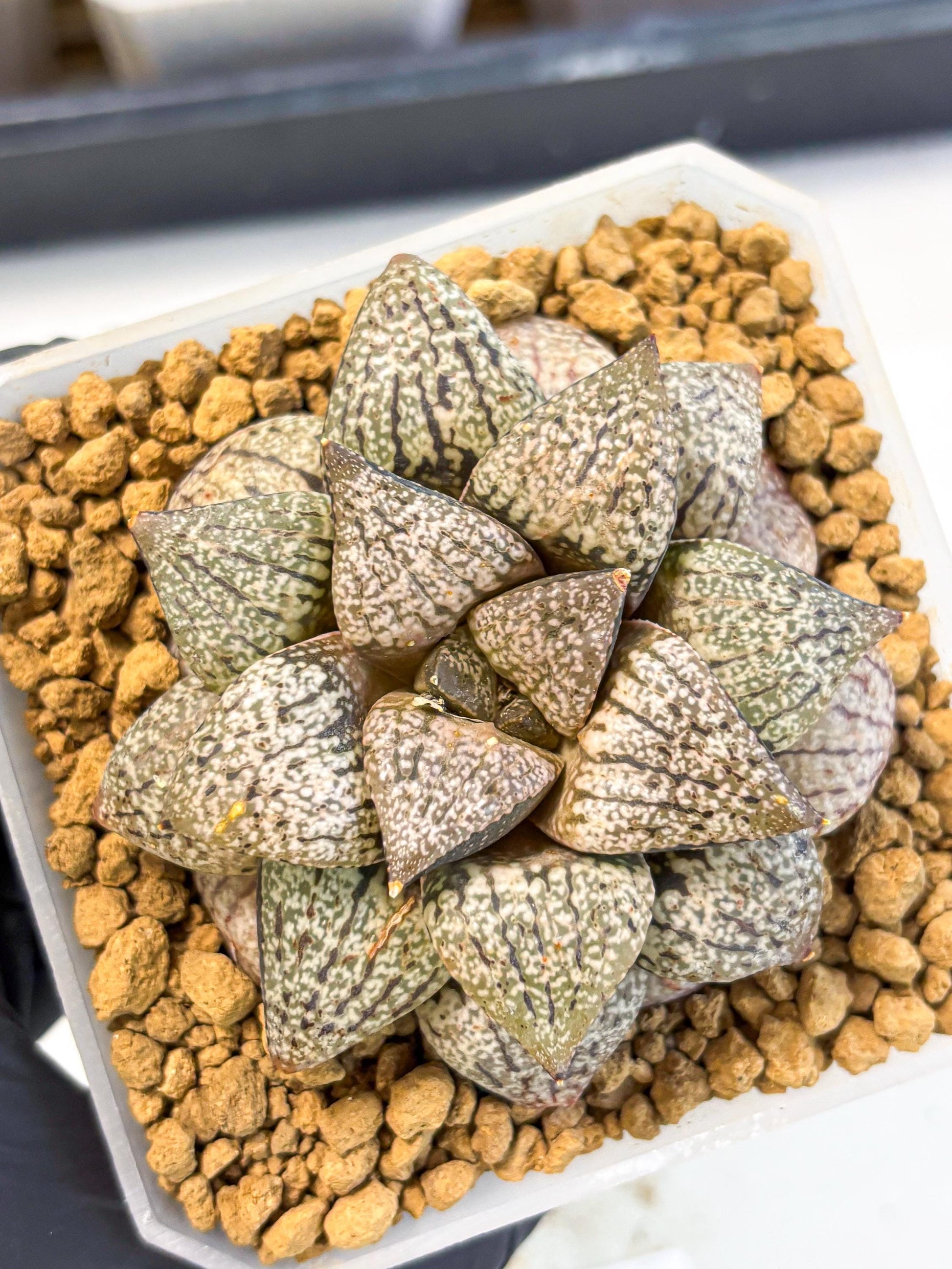MATURE Haworthia Picta Hybrid (wa) (10) | Rare Succulent