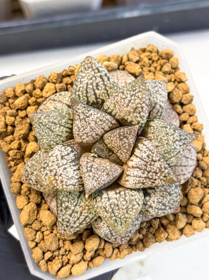 MATURE Haworthia Picta Hybrid (wa) (10) | Rare Succulent