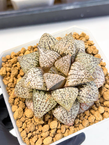MATURE Haworthia Picta Hybrid (wa) (10) | Rare Succulent