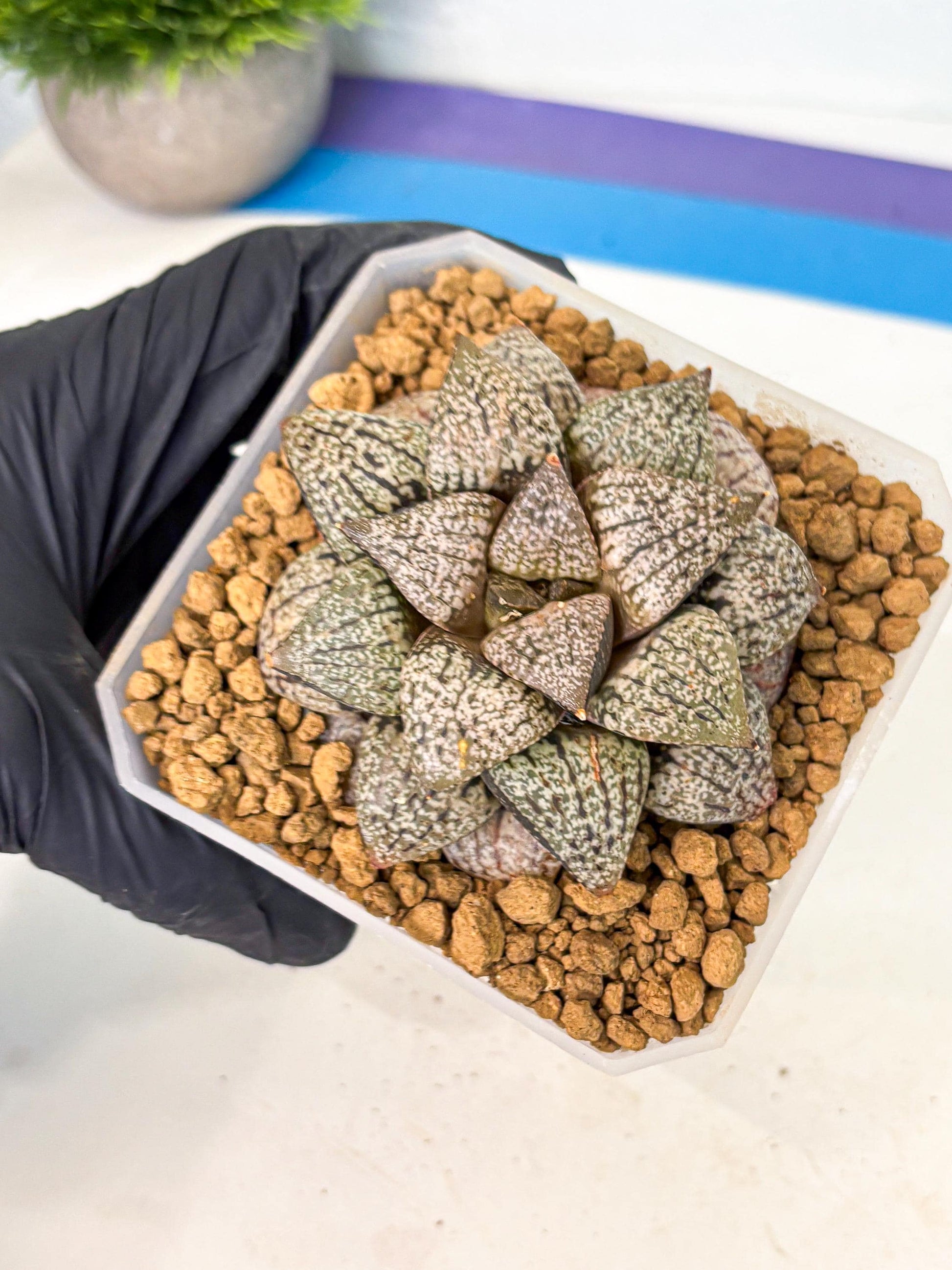 MATURE Haworthia Picta Hybrid (wa) (10) | Rare Succulent