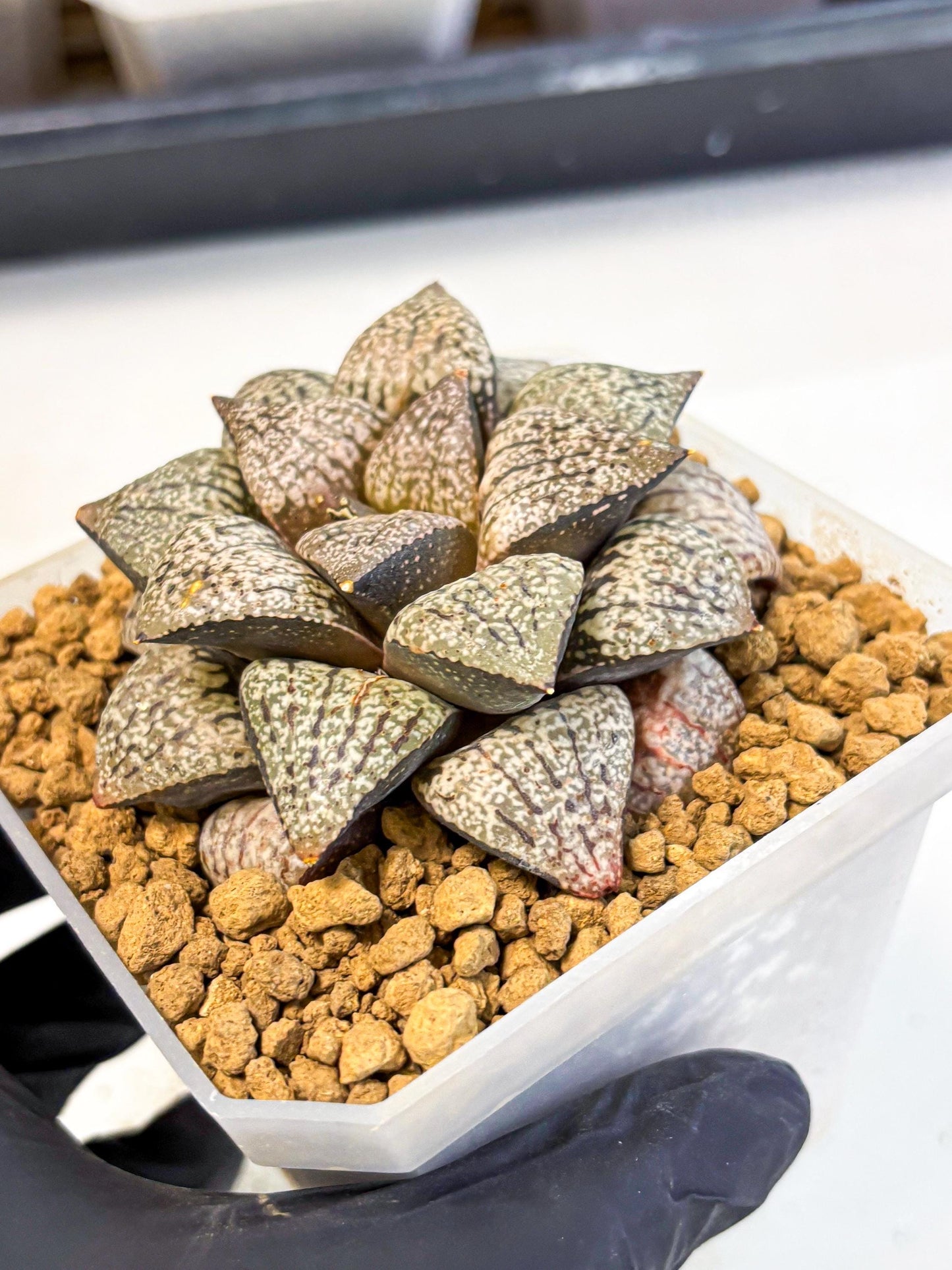 MATURE Haworthia Picta Hybrid (wa) (10) | Rare Succulent