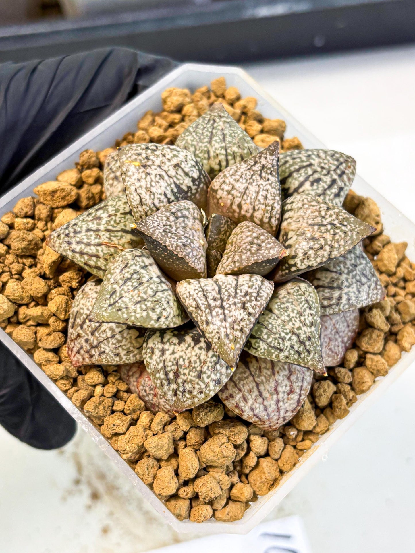 MATURE Haworthia Picta Hybrid (wa) (10) | Rare Succulent