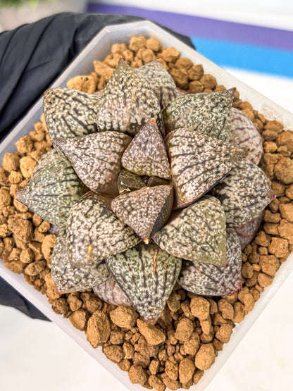MATURE Haworthia Picta Hybrid (wa) (10) | Rare Succulent