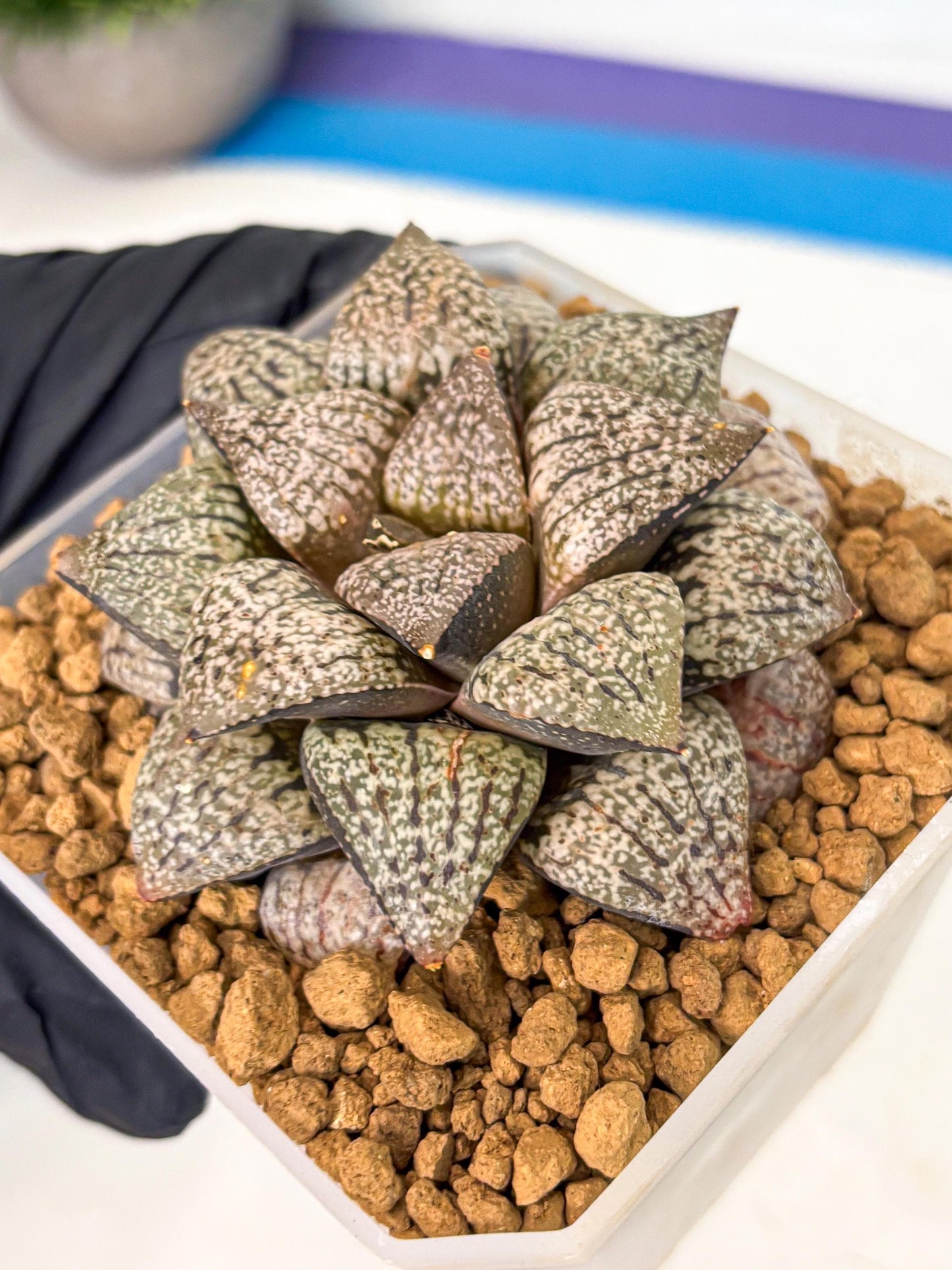 MATURE Haworthia Picta Hybrid (wa) (10) | Rare Succulent