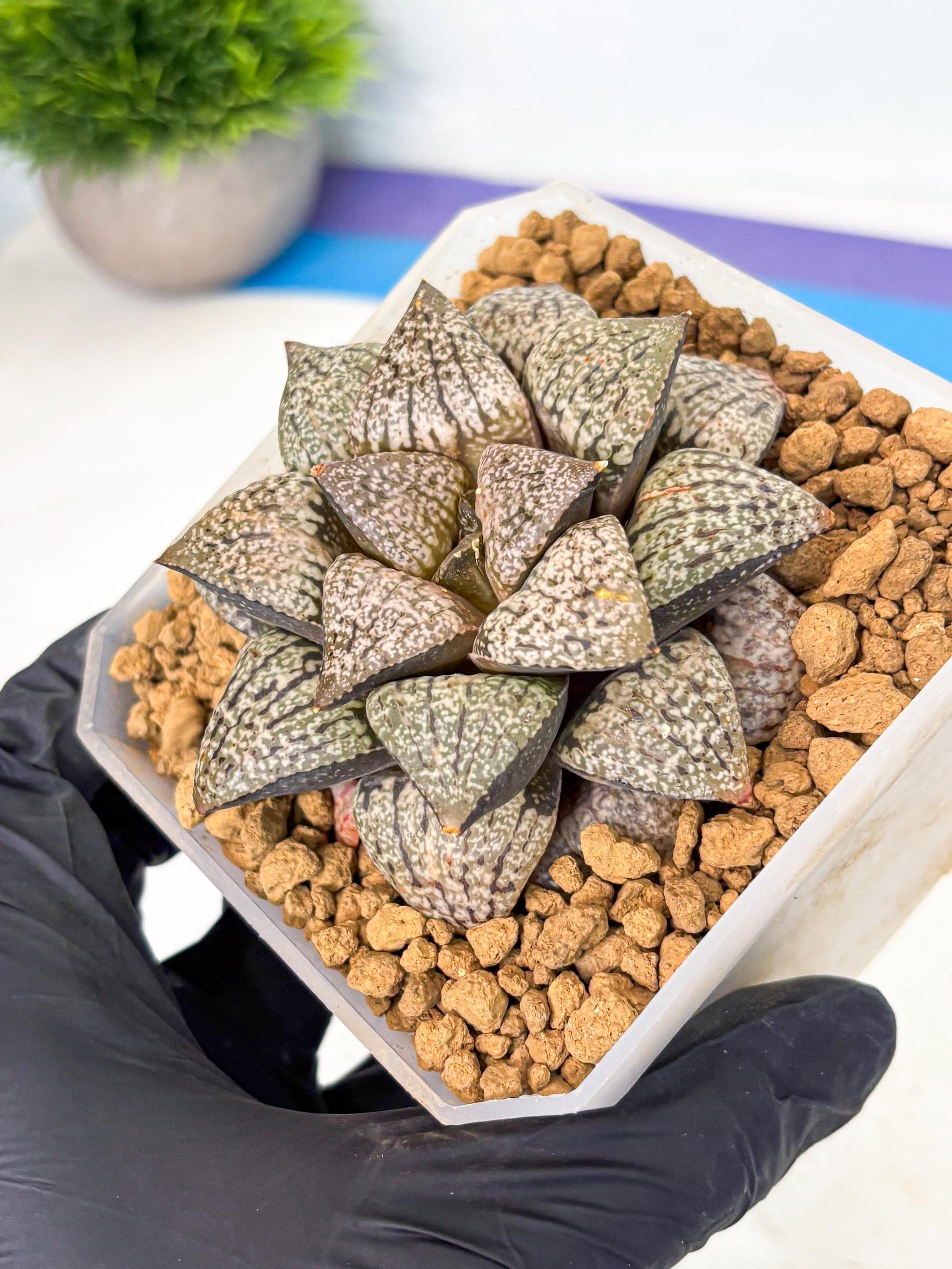 MATURE Haworthia Picta Hybrid (wa) (10) | Rare Succulent