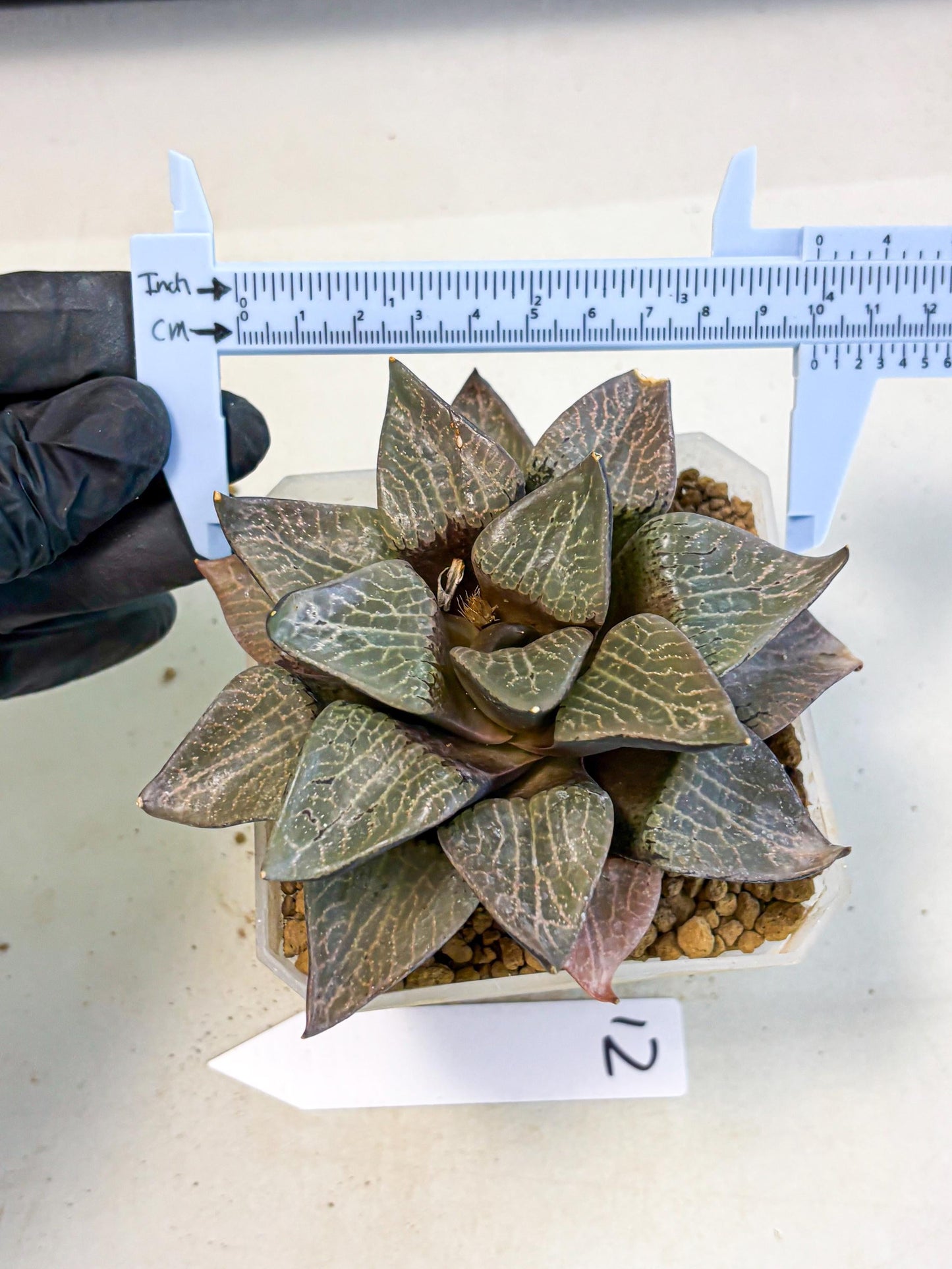 MATURE Haworthia Hagiwara (wa) (12) | Rare Succulent