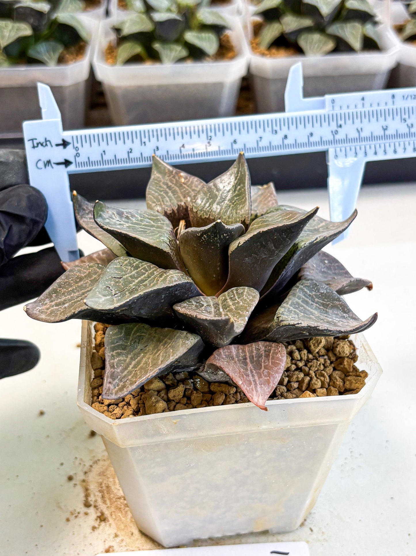MATURE Haworthia Hagiwara (wa) (12) | Rare Succulent