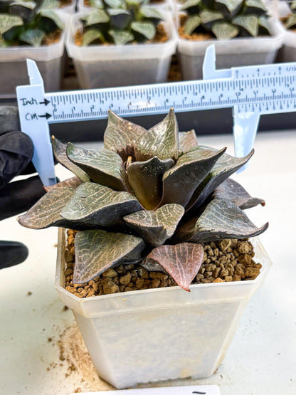 MATURE Haworthia Hagiwara (wa) (12) | Rare Succulent