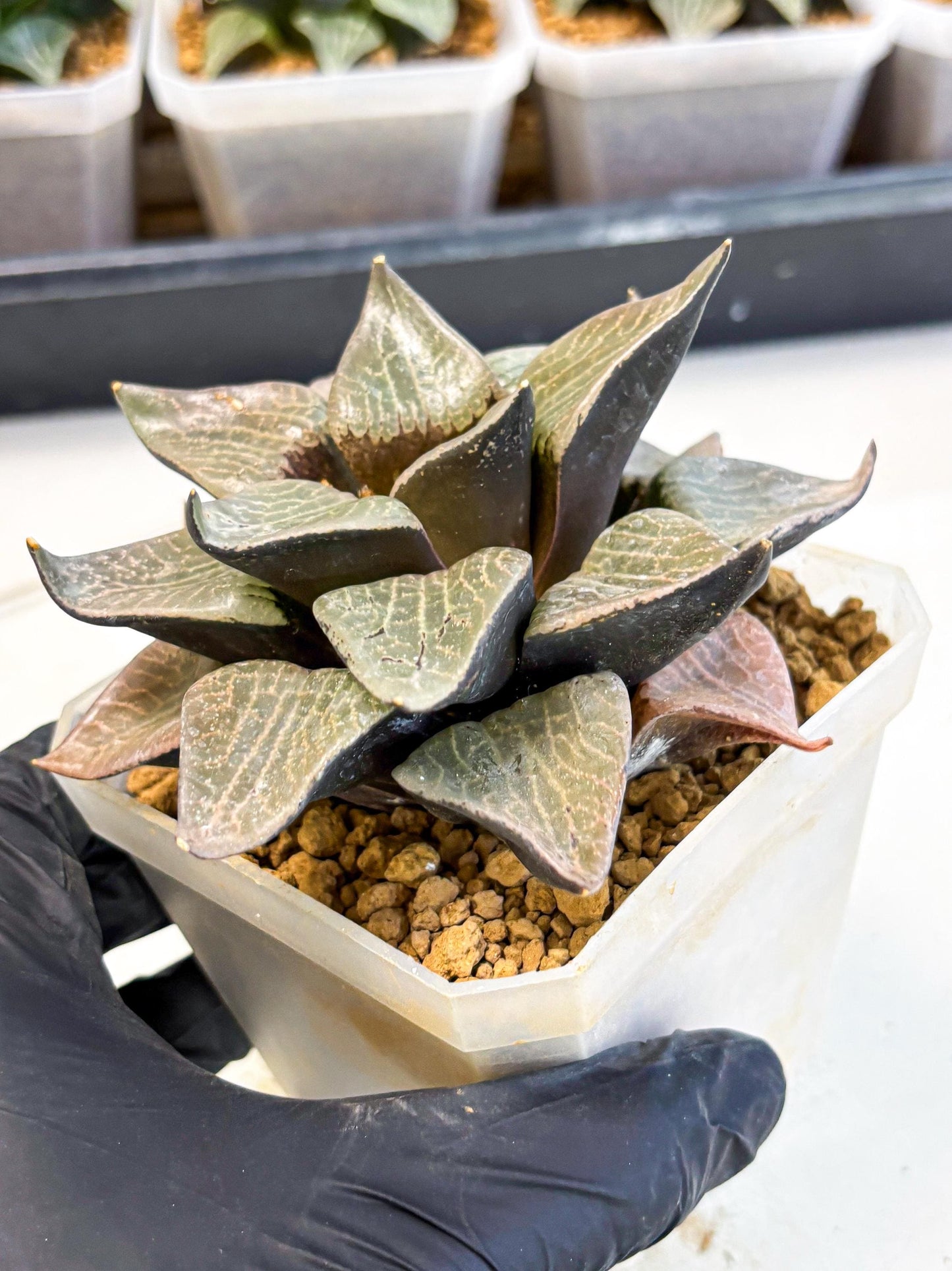 MATURE Haworthia Hagiwara (wa) (12) | Rare Succulent