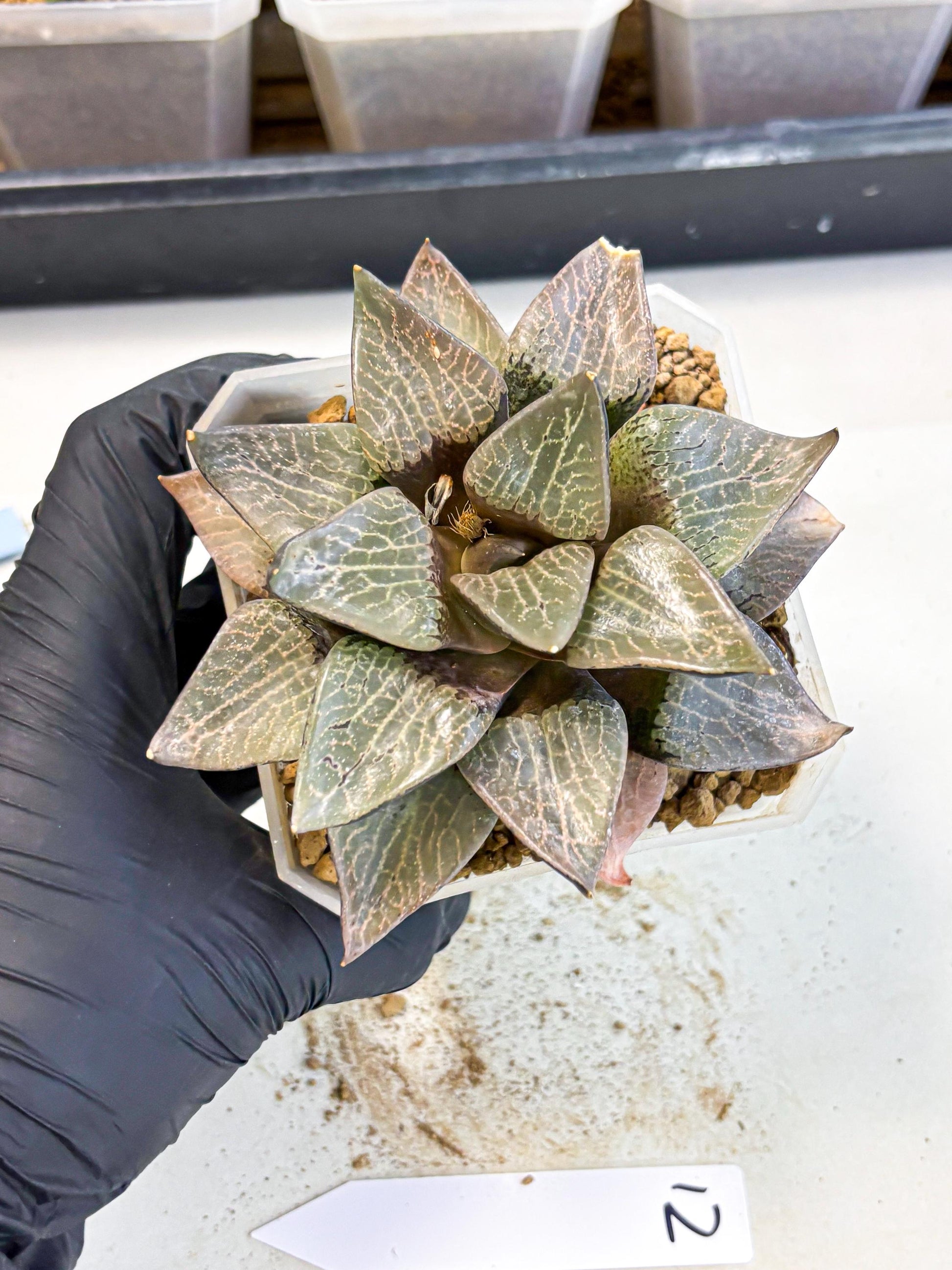 MATURE Haworthia Hagiwara (wa) (12) | Rare Succulent