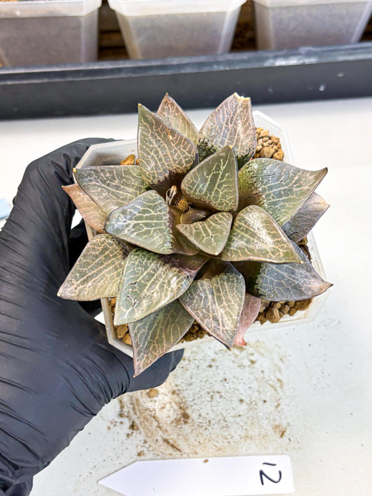 MATURE Haworthia Hagiwara (wa) (12) | Rare Succulent