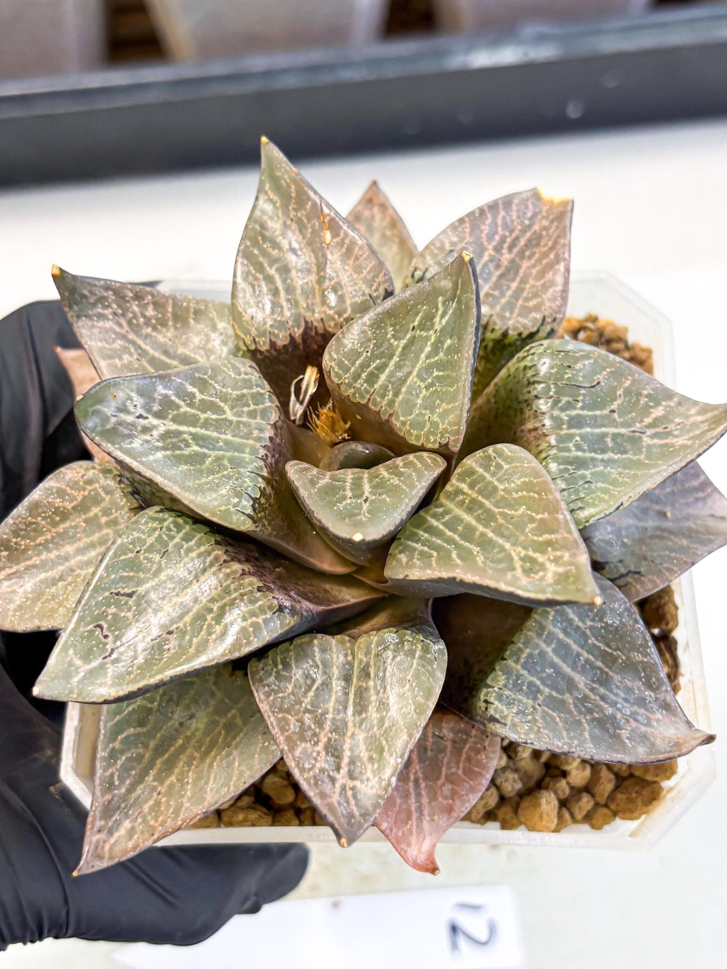 MATURE Haworthia Hagiwara (wa) (12) | Rare Succulent