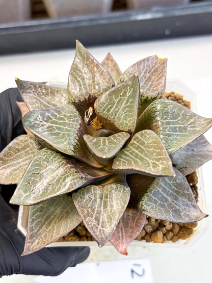 MATURE Haworthia Hagiwara (wa) (12) | Rare Succulent