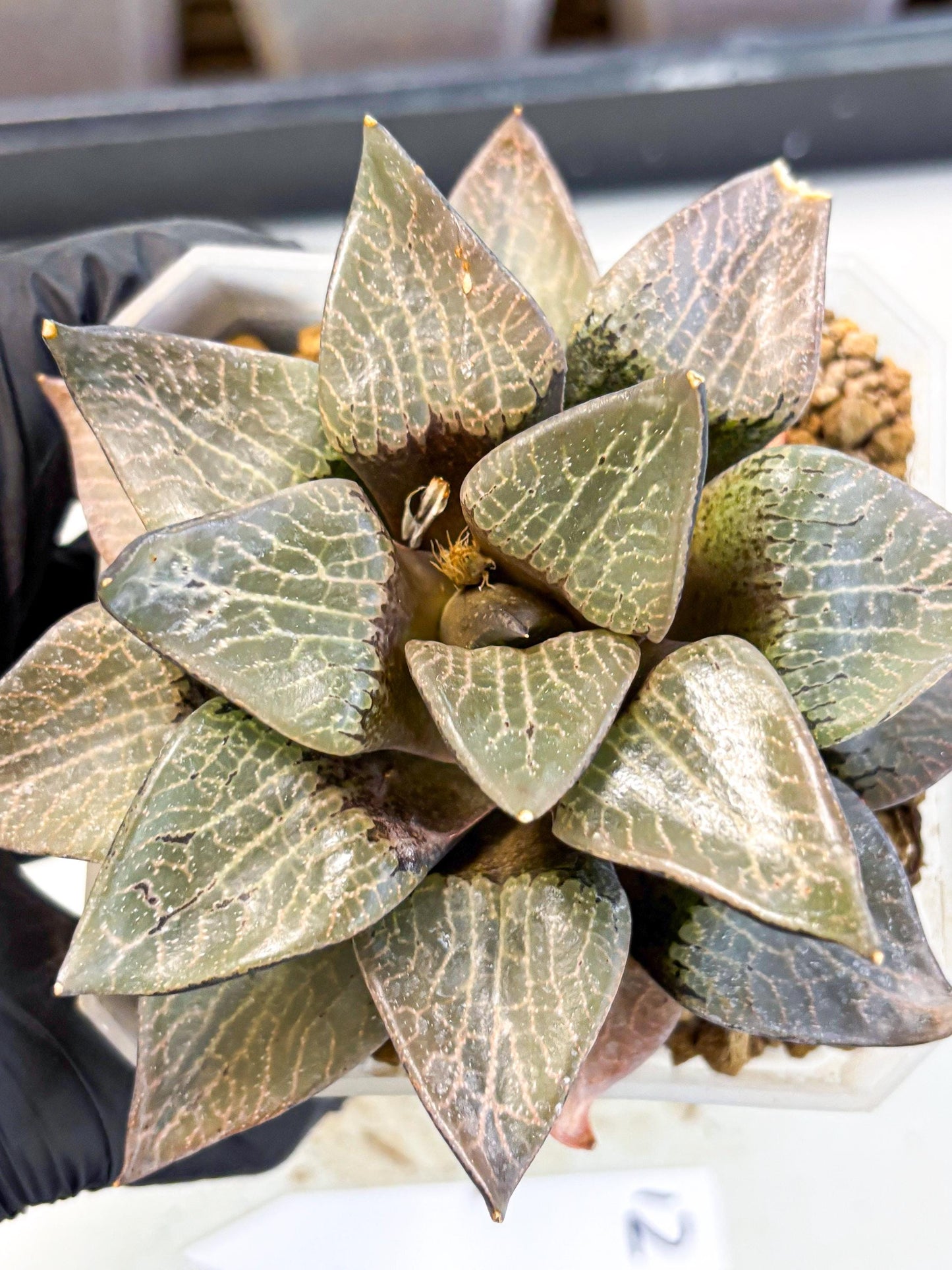 MATURE Haworthia Hagiwara (wa) (12) | Rare Succulent