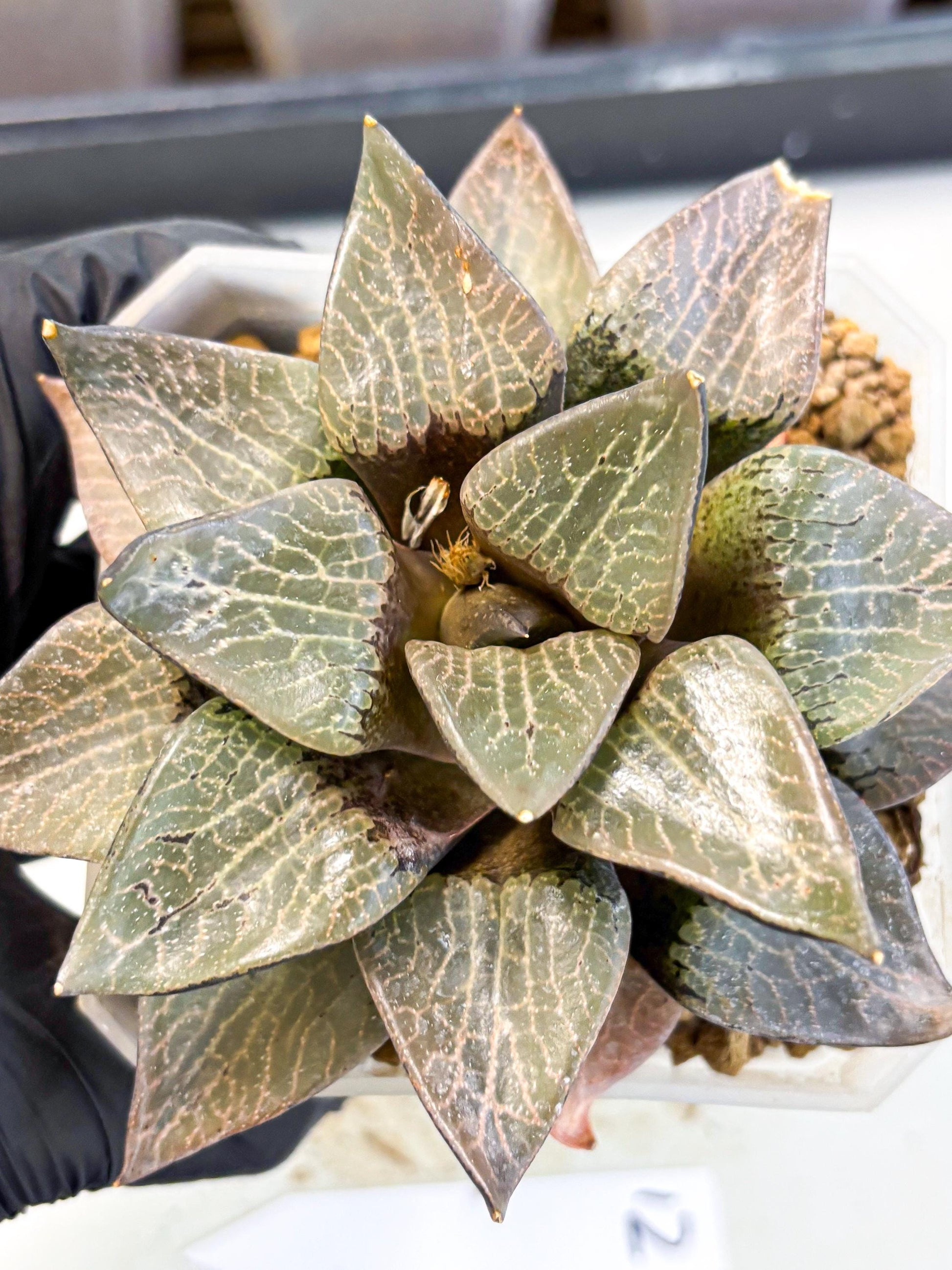 MATURE Haworthia Hagiwara (wa) (12) | Rare Succulent