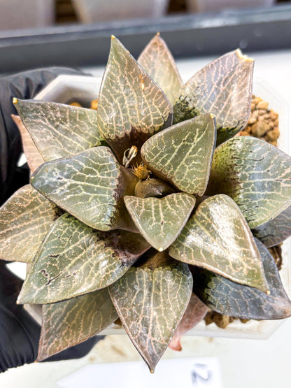 MATURE Haworthia Hagiwara (wa) (12) | Rare Succulent