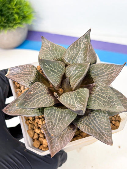 MATURE Haworthia Hagiwara (wa) (12) | Rare Succulent