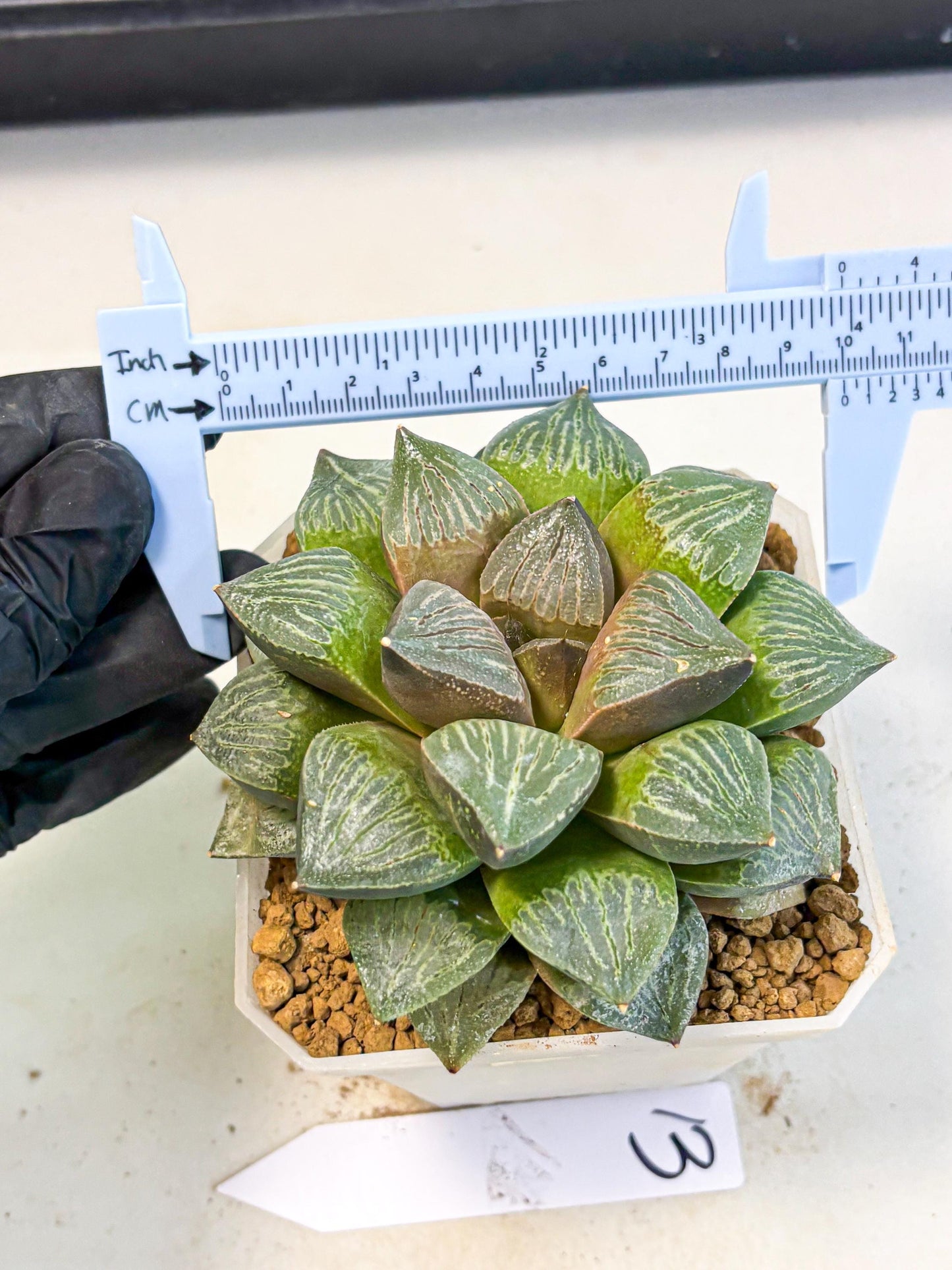 MATURE Haworthia Picta (wa) (13) | Rare Succulent