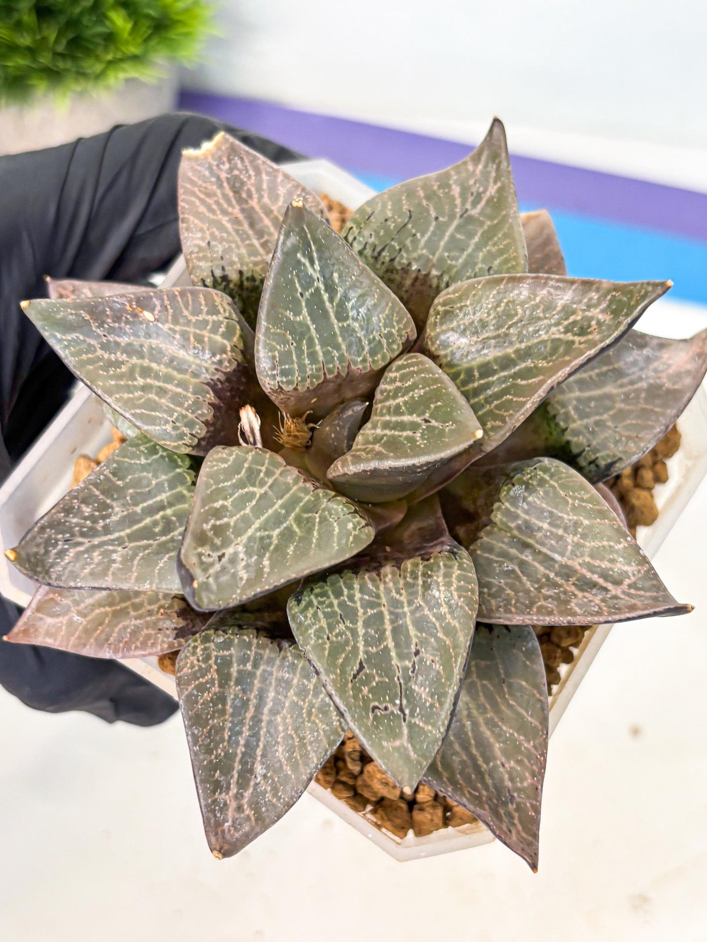 MATURE Haworthia Hagiwara (wa) (12) | Rare Succulent