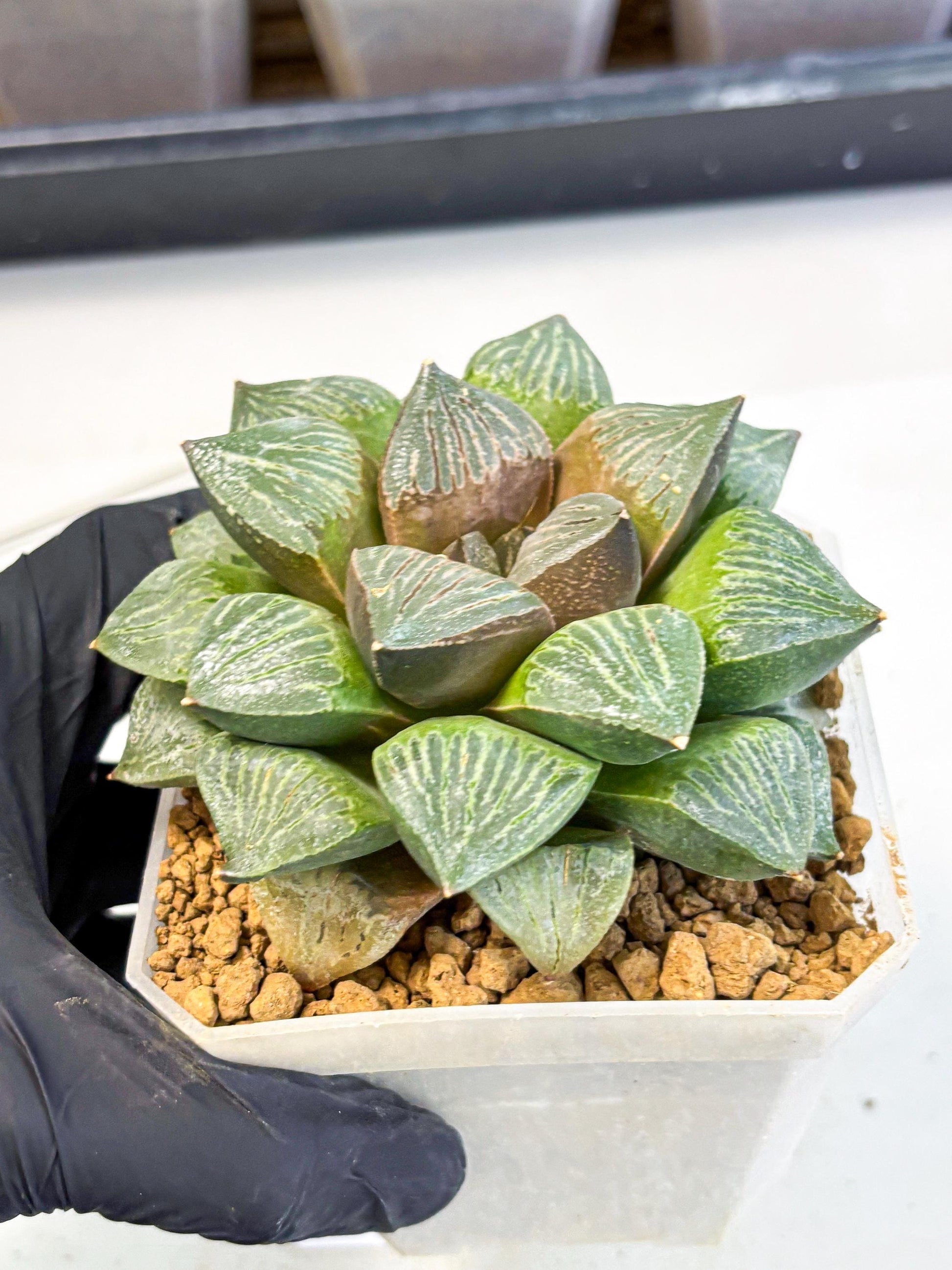 MATURE Haworthia Picta (wa) (13) | Rare Succulent