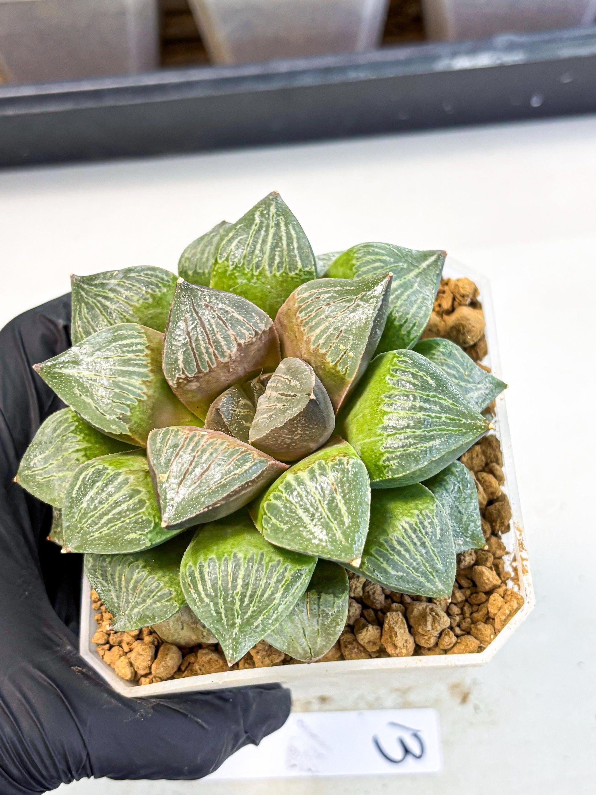 MATURE Haworthia Picta (wa) (13) | Rare Succulent