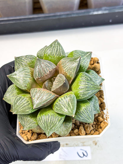 MATURE Haworthia Picta (wa) (13) | Rare Succulent