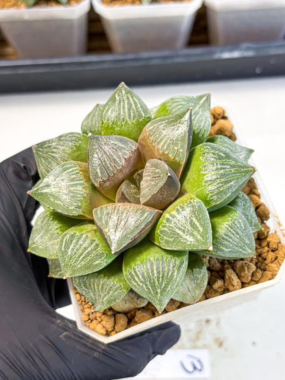 MATURE Haworthia Picta (wa) (13) | Rare Succulent