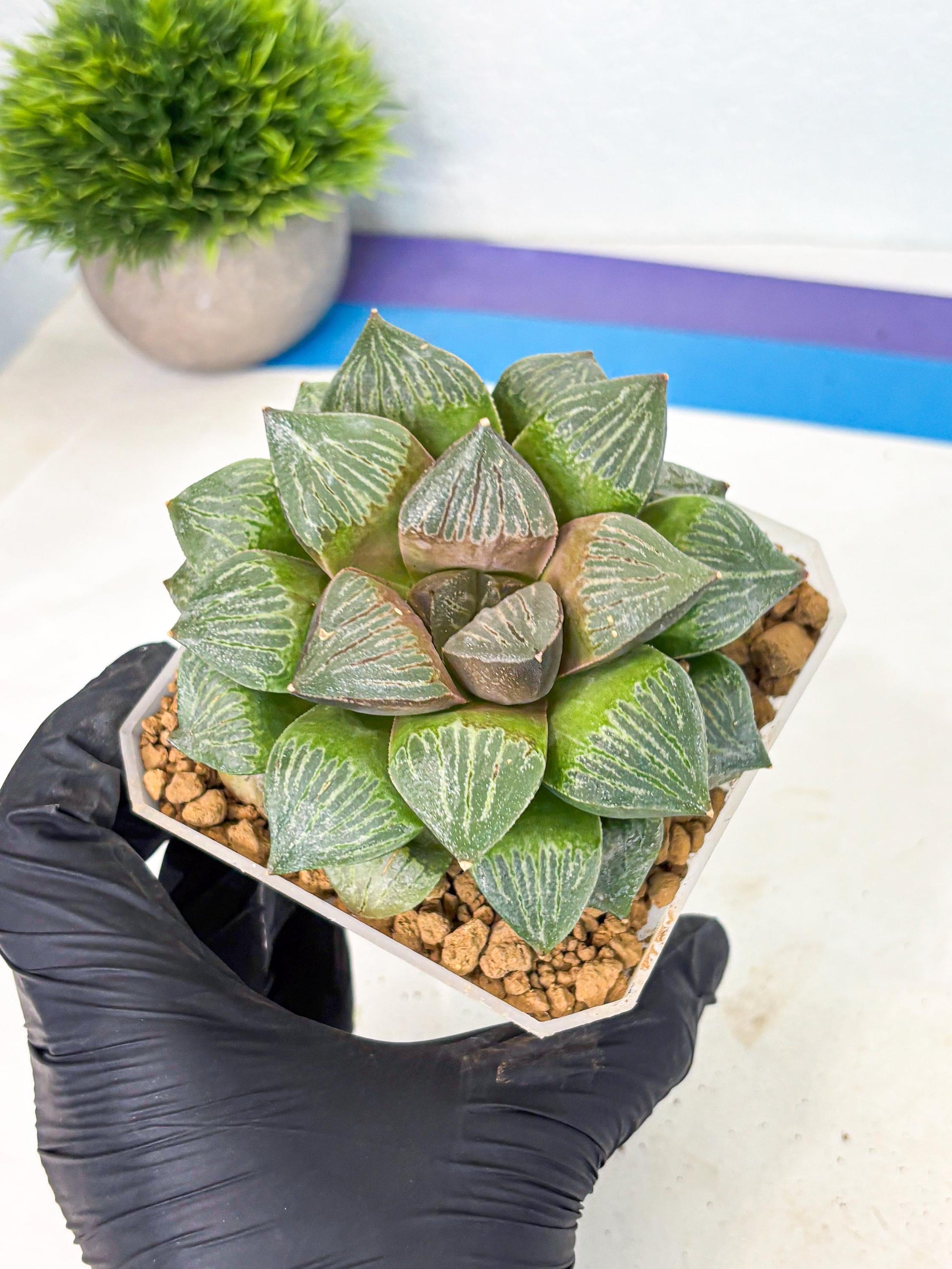 MATURE Haworthia Picta (wa) (13) | Rare Succulent