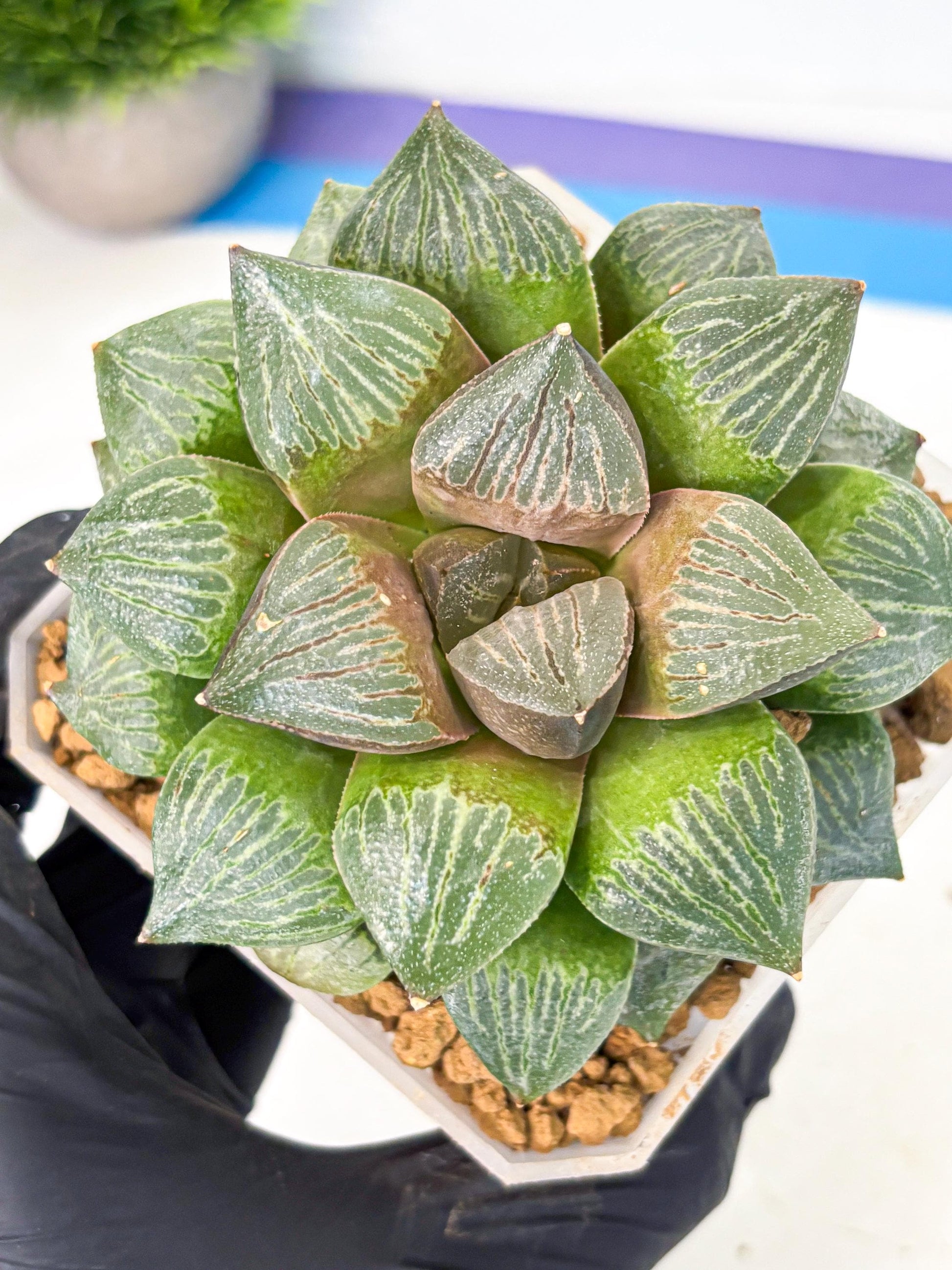 MATURE Haworthia Picta (wa) (13) | Rare Succulent