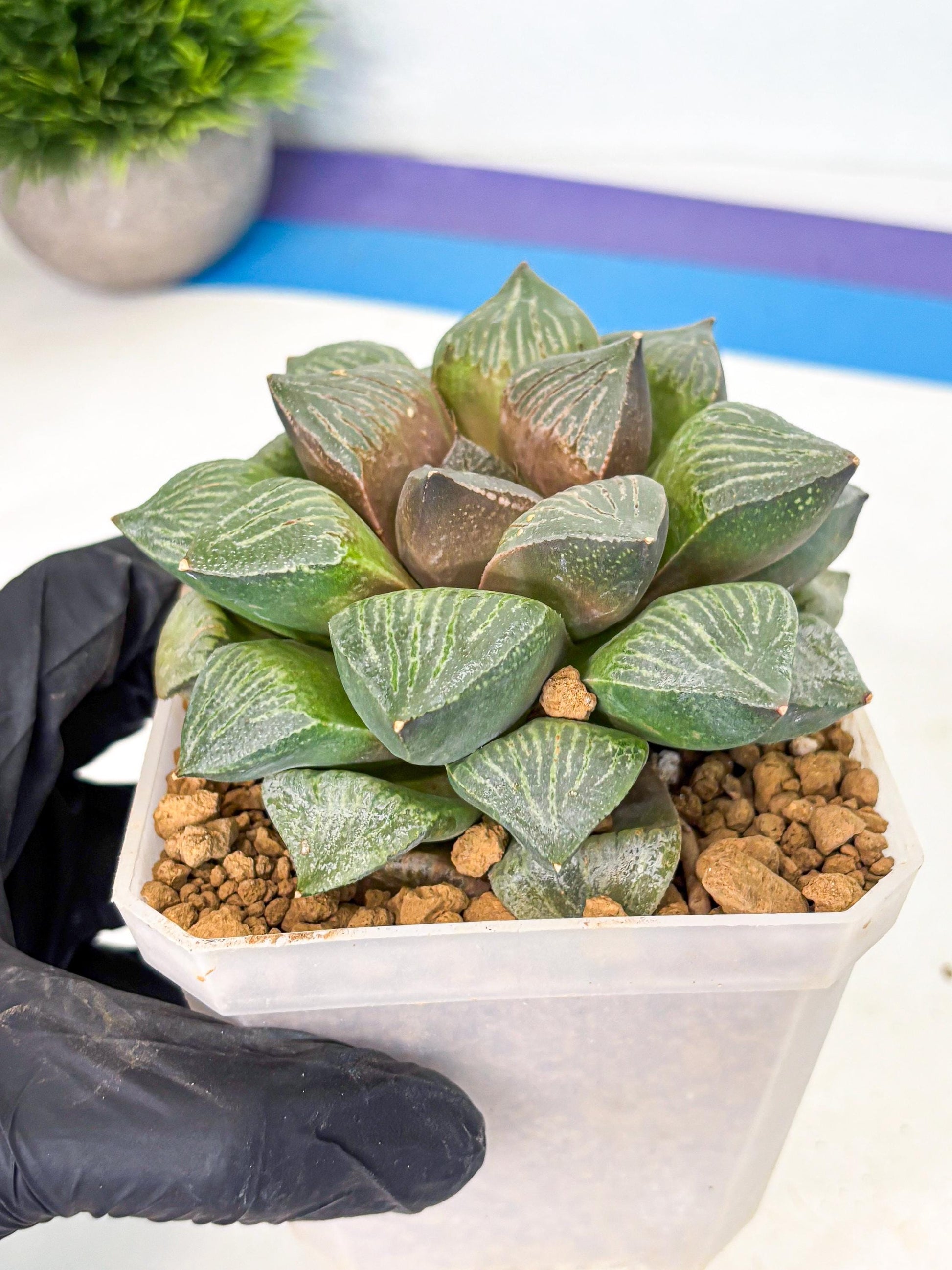 MATURE Haworthia Picta (wa) (13) | Rare Succulent