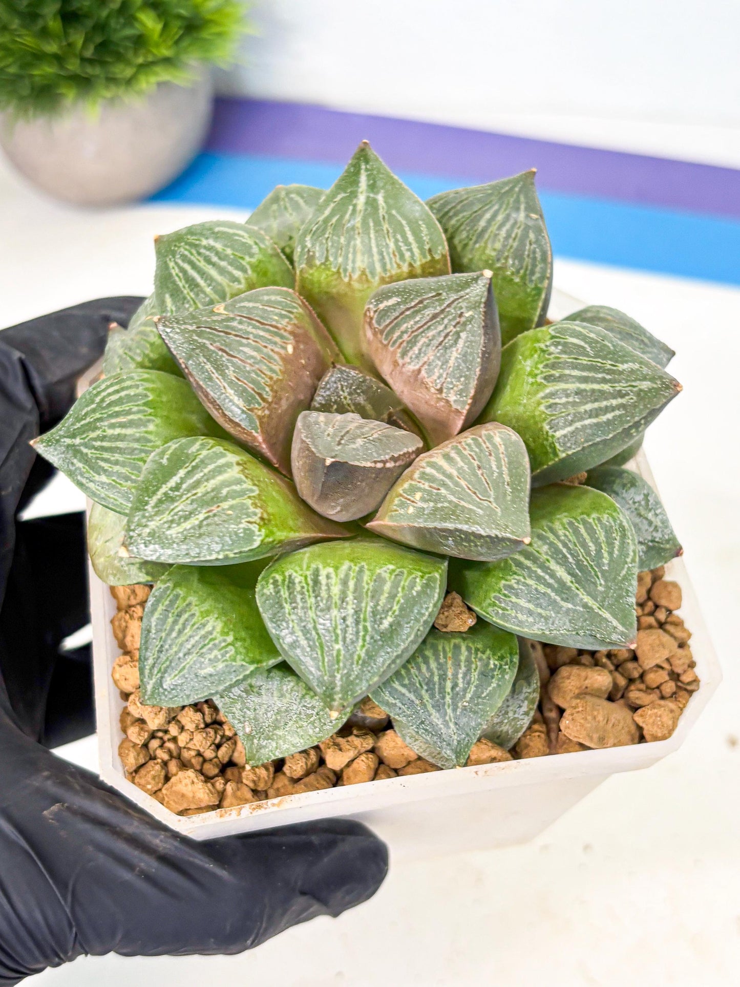 MATURE Haworthia Picta (wa) (13) | Rare Succulent