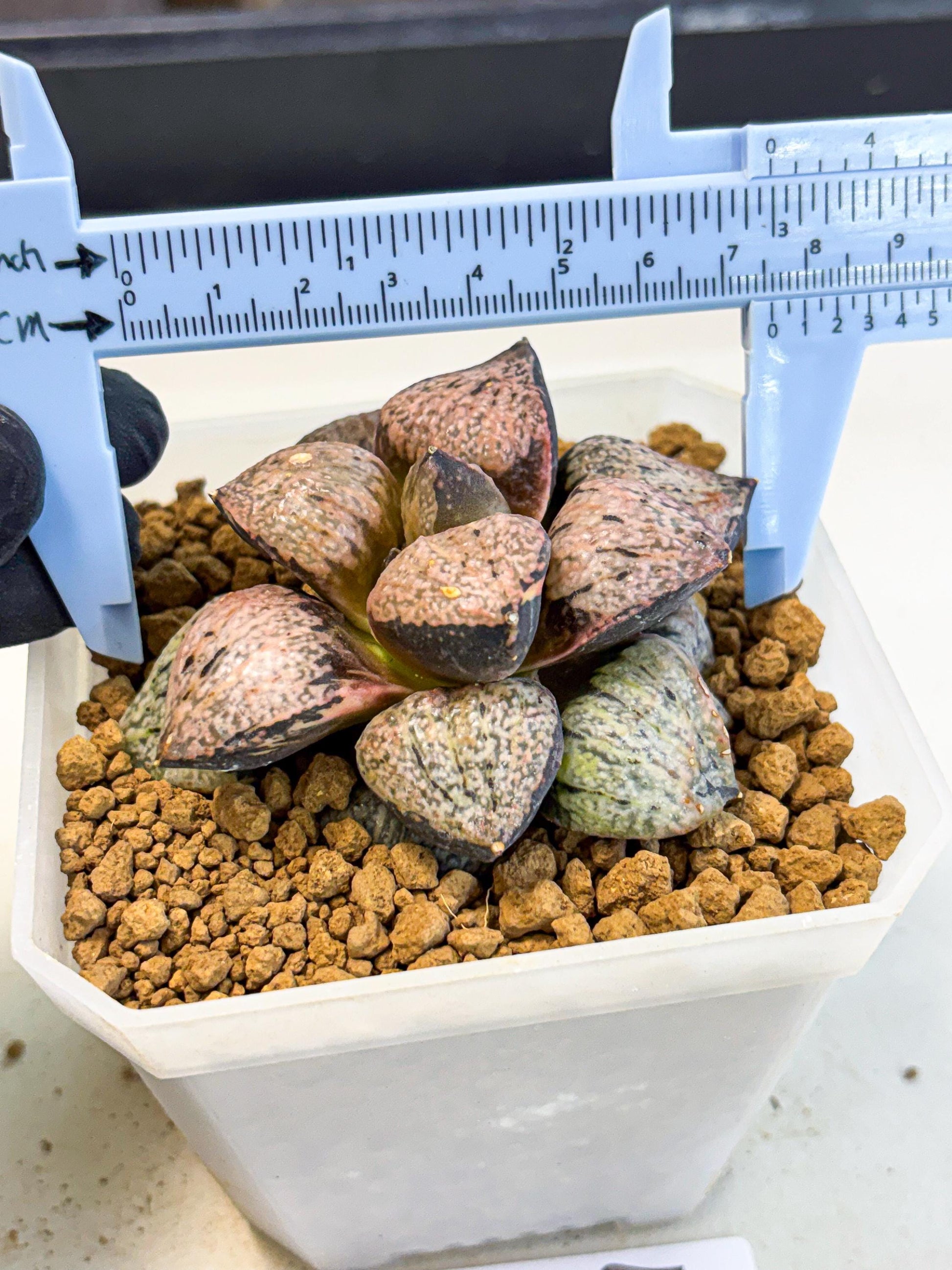MATURE Haworthia Totoro Var (wa) (14) | Rare Succulent